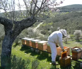 apiários nas quintas