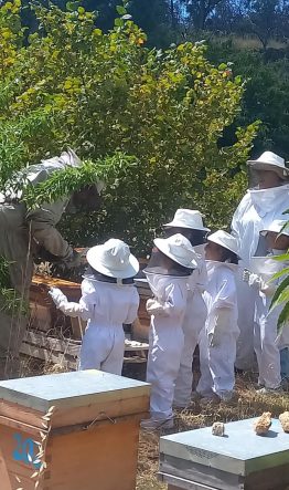 pequenos_apicultores